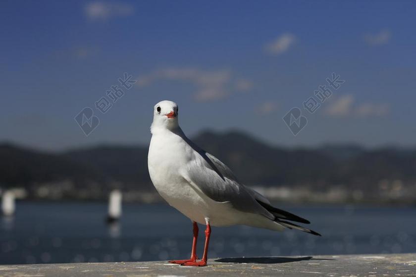 白色旅游自然红嘴鸥河边背景图片