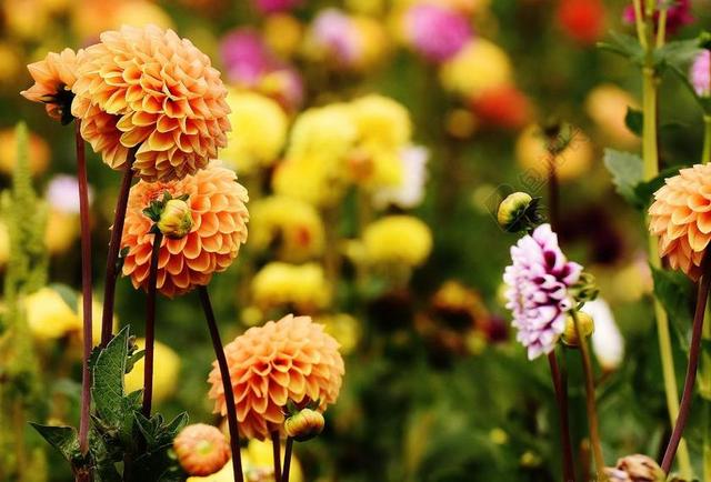 自然美丽花朵花园背景图片