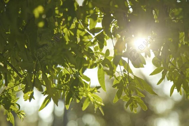 性质 叶 植物 绿色 分支机构 植被 树 太阳 光
