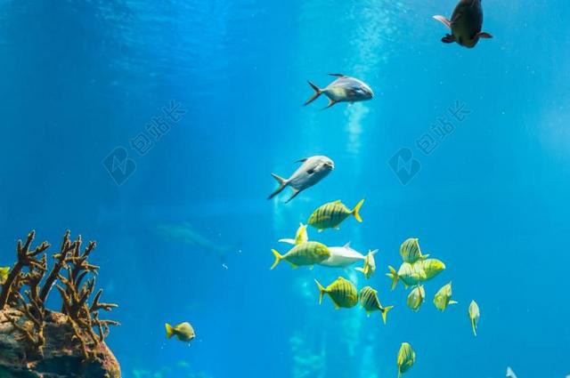 射线 鱼 水 海洋 海 自然 蓝色 背景 水族馆 动物园