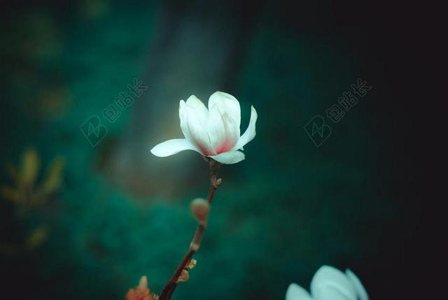 鲜花 玉兰 春天 美丽 性质 城市 公园 芽 白 粉色