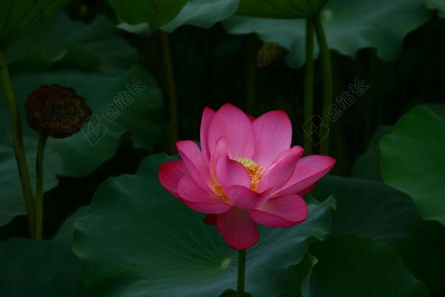 莲花 鲜花 池塘花 佛教