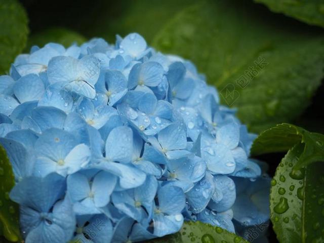 蓝色自然美丽雨滴花大自然背景图片