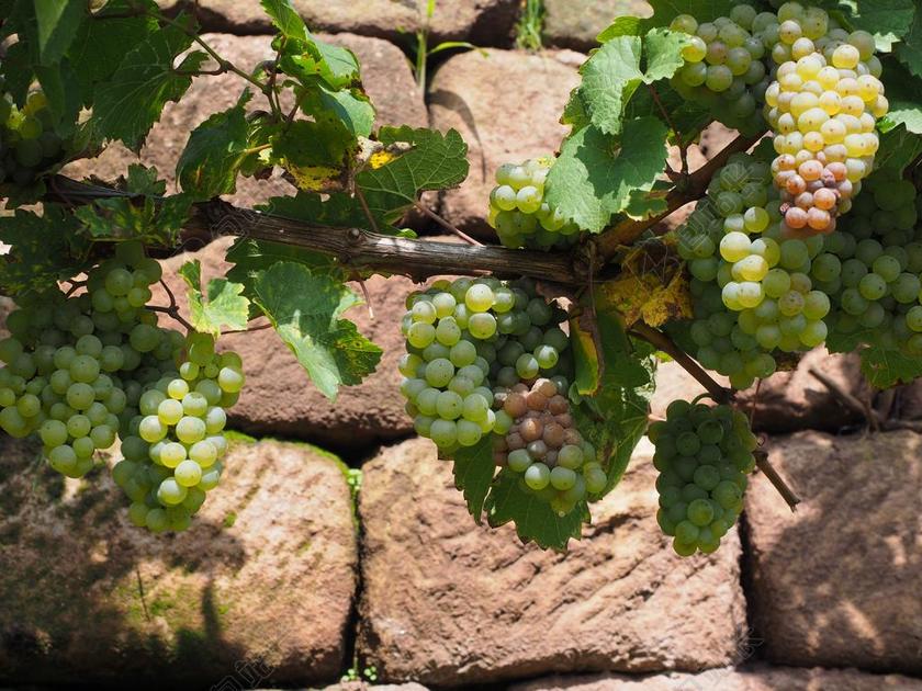 绿色葡萄种植果实院子背景图片