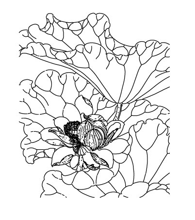 素描黑色荷花荷叶素材