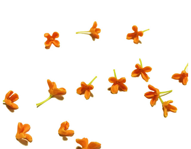 散落的桂花