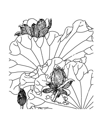 手绘荷花线描素材