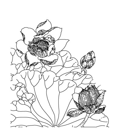 矢量线描荷花素材