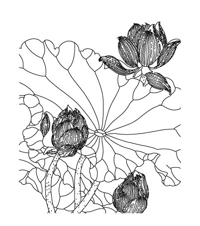 线描线条荷花素材