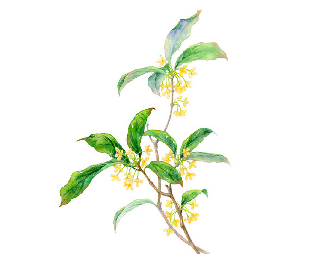金色的桂花