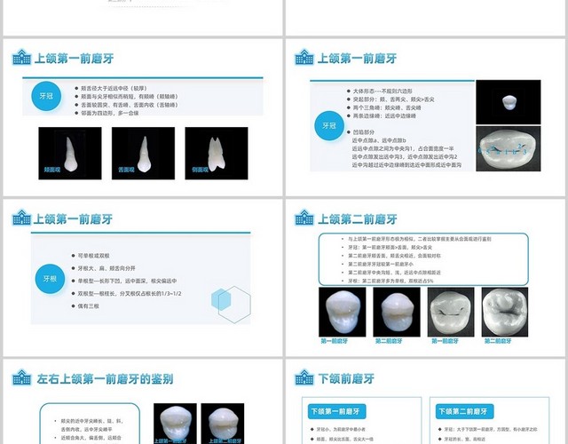 蓝色简约风口腔解剖生理学课件PPT口腔解剖生理学2