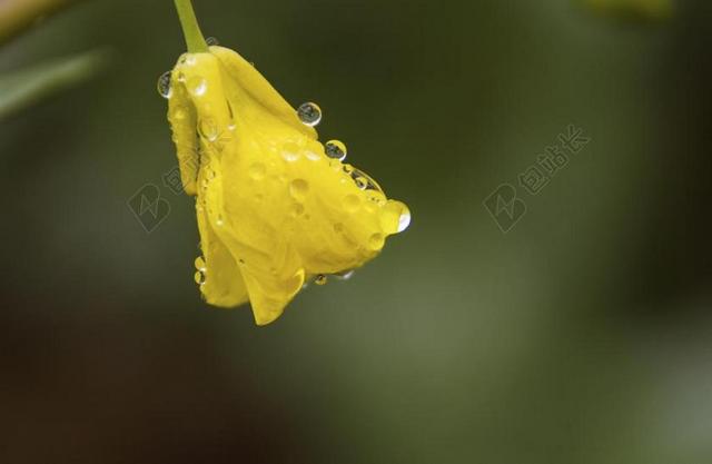 静物 摄影 花朵 微距