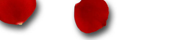 玫瑰花
