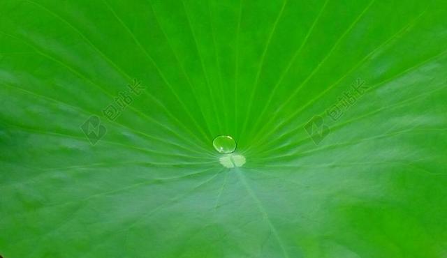 莲花 叶 水 滴 下降 池 花园 植物 达瓦 印度