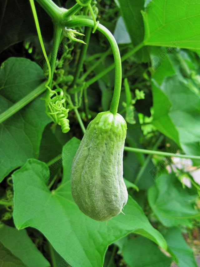 壁球 水果 蔬菜 舒舒 绿色 食品 有机 叶子 藤 登山者