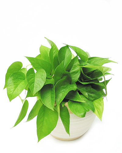 植物绿色盆栽