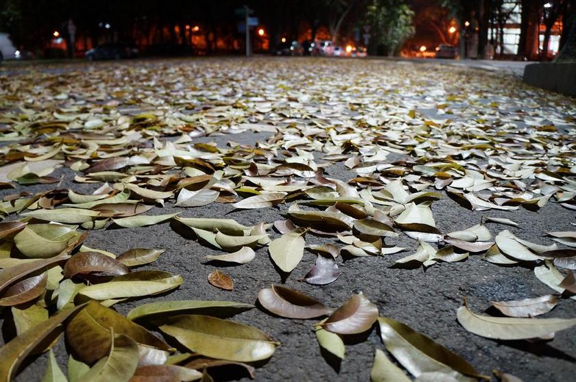 落葉 地板 人生 公园 秋季 地面 晚 黑暗