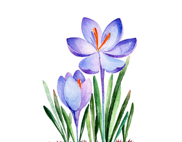 手绘兰花