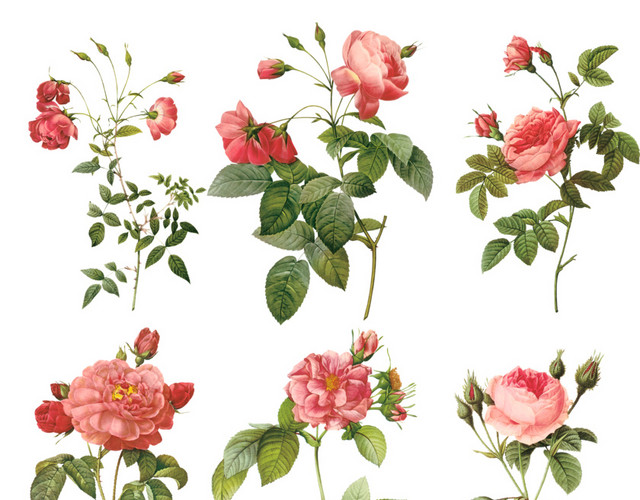 玫瑰花枝