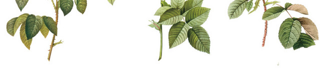 玫瑰花枝