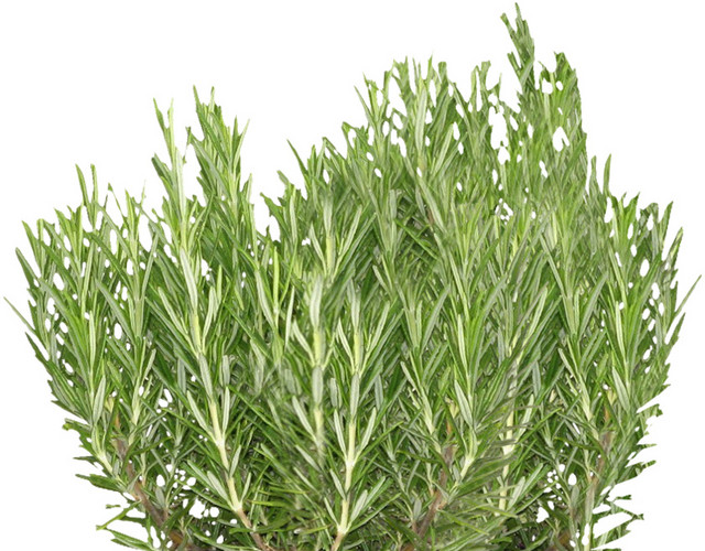 植物绿色迷迭香盆栽