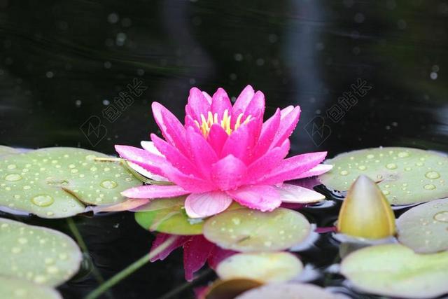 水百合 粉红色 莲花 花 水 盛开 花瓣 花的 开花 睡莲