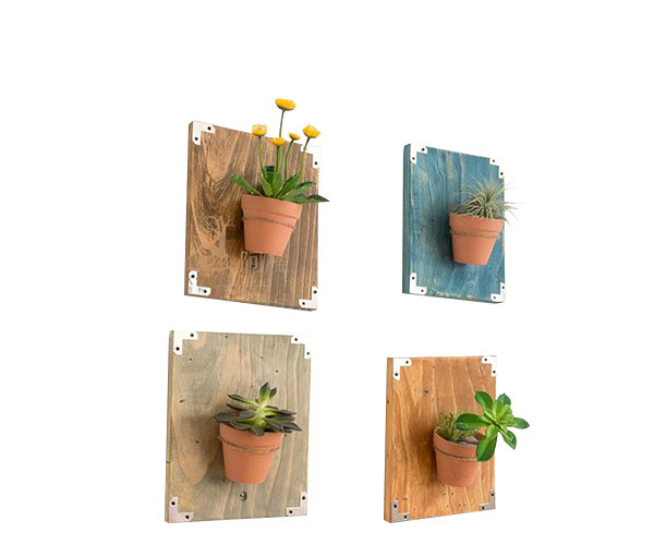 植物 墙面小盆栽