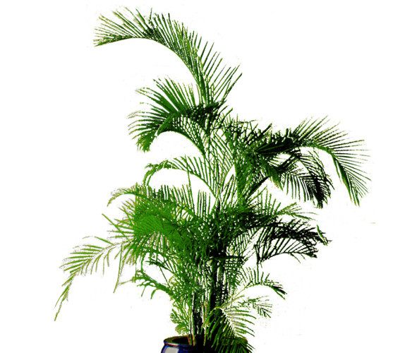 植物盆栽绿色花