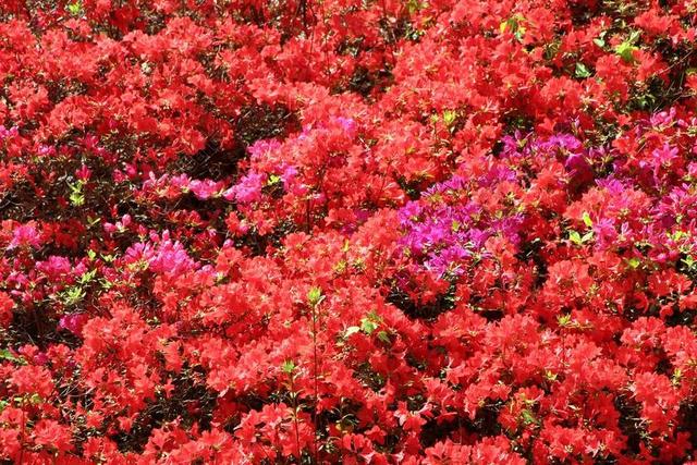映山红 春天 映山红花朵 植物 4 月 鲜花 春天的花朵