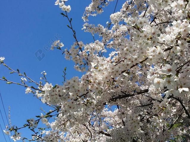 樱花盛开 樱桃树 春天 春天的花朵 樱花 蓝蓝的天空