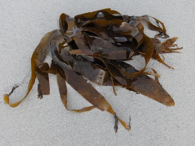 海带 海 海藻 海洋 植物 自然 水下 草 水 跳水