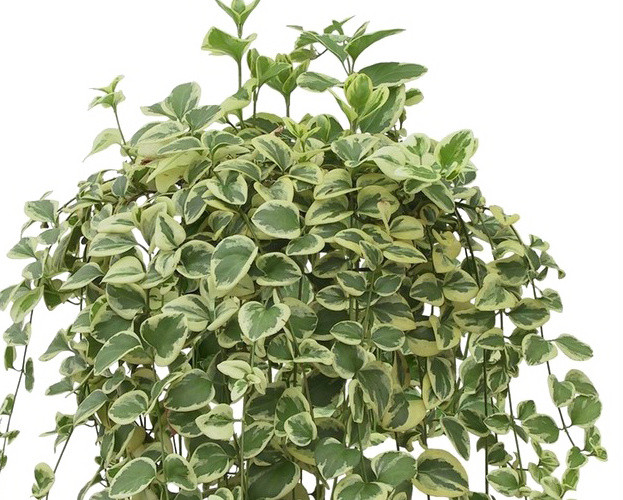 植物