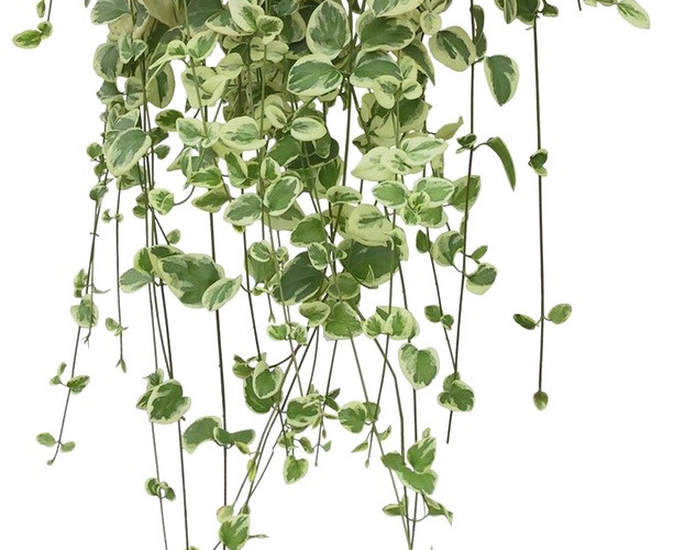 植物