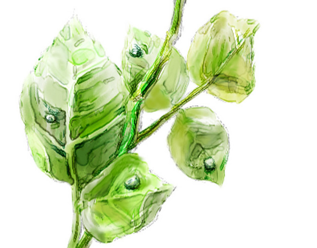 彩铅手绘素描小清新简约红玫瑰