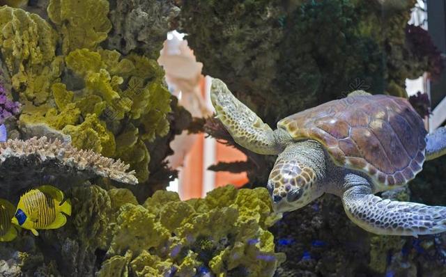 龟 龟池 水族馆 海事博物馆 海龟 水 动物 海 跳水