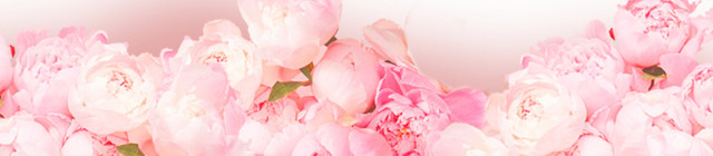 玫瑰花素材