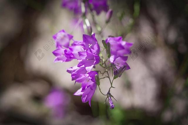 桔梗 紫 紫桔梗 桔梗家庭 花 鲜花 紫色的花 紫色的小花