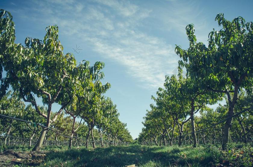 果树生长景观绿色背景图片