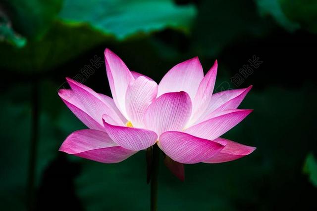 莲花 花 夏天 禅宗 湖 自然 粉红色 中国 池