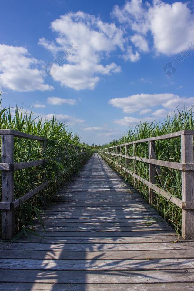 网站 木板路 芦苇 目标 焦点 离 性质 系泊 春天湖