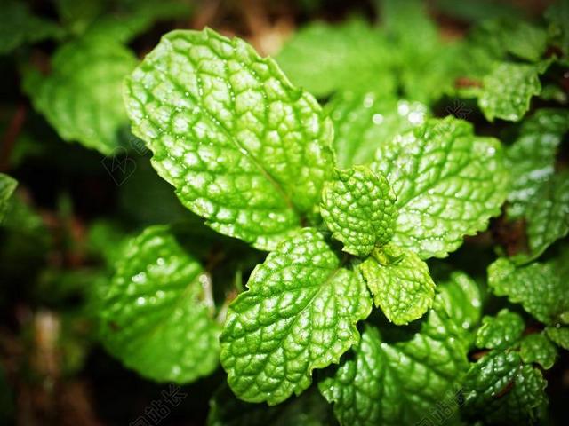 薄荷 叶 薄荷醇 草本植物 新鲜 留兰香 绿色 孤立 香气