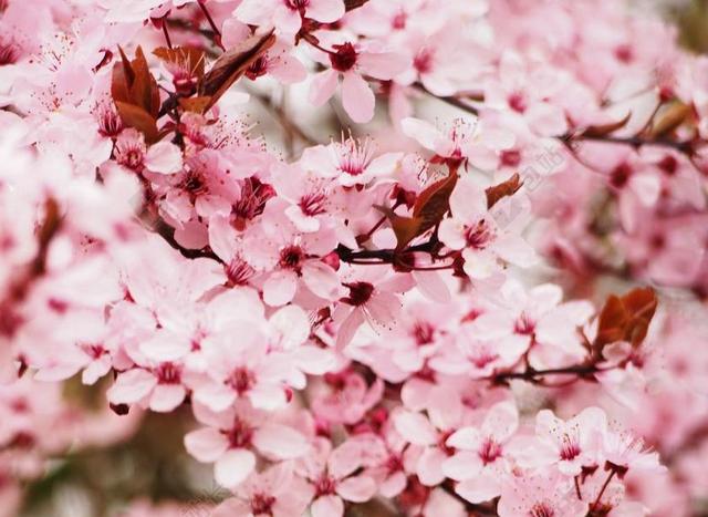 樱桃 开花 树 樱花 春天 日本樱花 粉红色 科 宏 果树