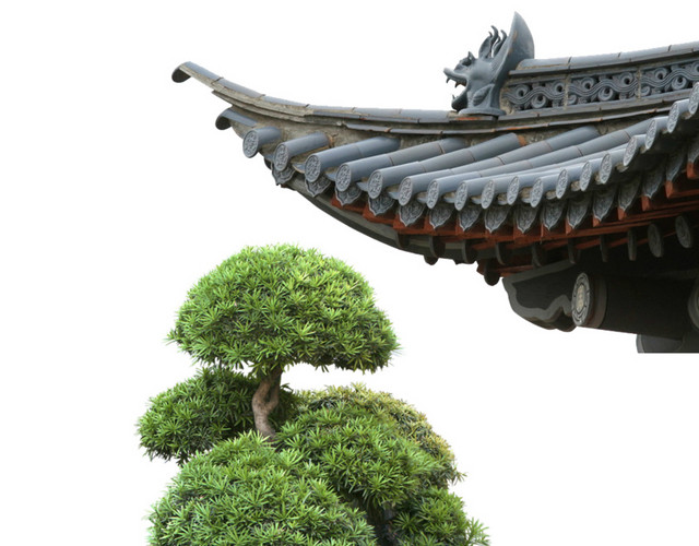 青松和屋檐