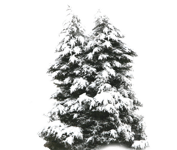 雪树