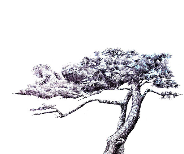雪中青松