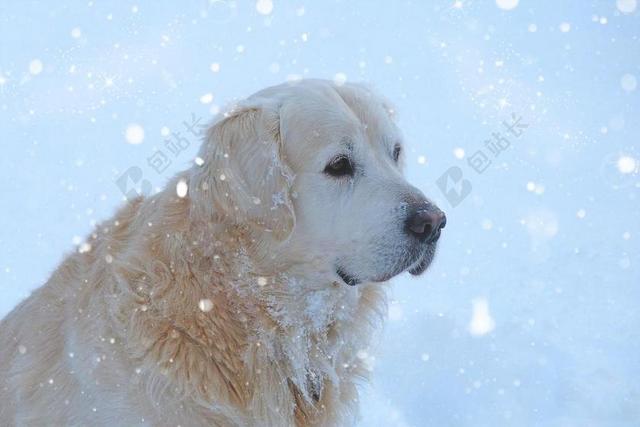 金毛猎犬宠物冬天雪花户外背景图片