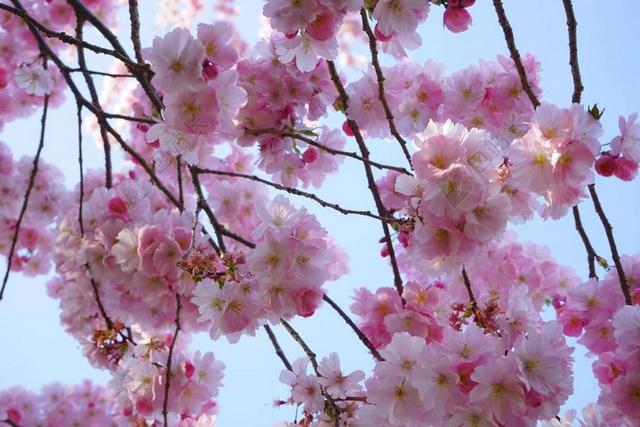 日本樱花树 鲜花 粉红色 科 日本樱花 观赏樱花 樱花 开花