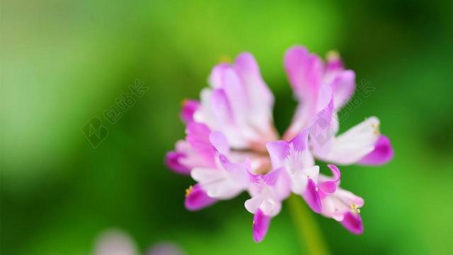 花 花特写 微距 粉色花 桌面 壁纸