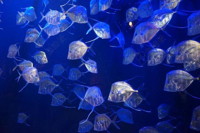 鱼 水族馆 水 水下 动物 海 热带 蓝色 海洋