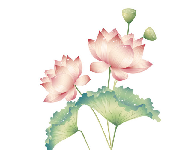 唯美淡雅荷花装饰